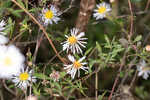 White panicle aster